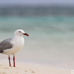 Mouette argentée, Ilot Signal