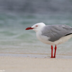 Mouette argentée, Ilot Signal