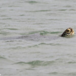 Tortue verte, Ilot Signal