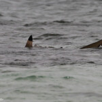 Requin à pointe noire, Ilot Signal