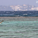 Balbuzard australien, Ilot Signal