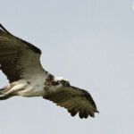 Balbuzard australien, Ilot Signal