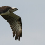 Balbuzard australien, Ilot Signal