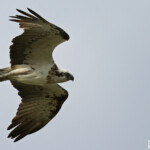 Balbuzard australien, Ilot Signal
