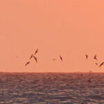 Puffins fouquets dans le soleil couchant, Ilot Signal