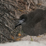 Poussin de puffin fouquet, Ilot Signal