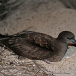 Puffin fouquet, Ilot Signal