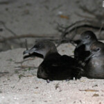 Puffins fouquets, Ilot Signal