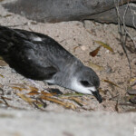 Pétrel à ailes noires, Ilot Signal