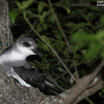 Pétrel à ailes noires, Ilot Signal