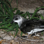 Pétrel à ailes noires, Ilot Signal