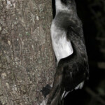 Pétrel à ailes noires, Ilot Signal