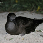 Puffin fouquet, Ilot Signal