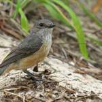 Siffleur à ventre roux femelle, Ilot Signal