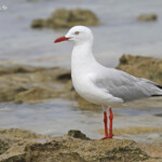 Mouette argentée, Ilot Signal