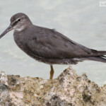 Chevalier errant, Ilot Signal