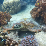 Tortue verte, Ilot Signal