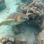 Tortue verte, Ilot Signal