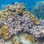 Snorkeling autour de lîlot Signal