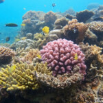Snorkeling autour de lîlot Signal