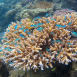 Snorkeling autour de lîlot Signal