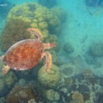 Tortue verte, Ilot Signal