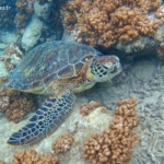 Tortue verte, Ilot Signal