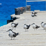 Sternes bridées sur le ponton de l'îlot Signal