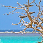 Sternes bridées, îlot Signal