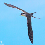 Sterne bridée, îlot Signal