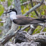 Sterne bridée, îlot Signal