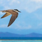 Sterne bridée, îlot Signal