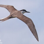 Sterne bridée, îlot Signal