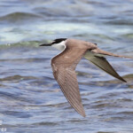 Sterne bridée, îlot Signal