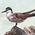 Sterne bridée, îlot Signal