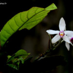 Eriaxis rigida, Parc Provincial de la Rivière bleue