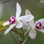 Eriaxis rigida, Parc Provincial de la Rivière bleue