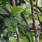 Polochion moine, Parc Provincial de la Rivière bleue