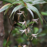 Dendrobium, Parc Provincial de la Rivière bleue