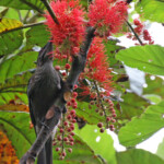 Polochion moine, Parc Provincial de la Rivière bleue