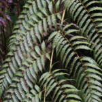 Fougères, Parc Provincial de la Rivière bleue