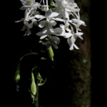 Calanthe triplicata, Parc provincial de la Rivière bleue