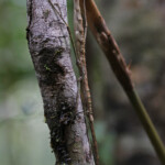 Phasme, Parc provincial de la Rivière bleue