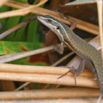 Tropidoscincus variabilis, Parc provincial de la Rivière bleue