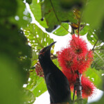 Méliphage noir, Parc Provincial de la Rivière bleue