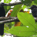 Corbeau calédonien, Parc Provincial de la Rivière bleue