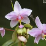Spathoglottis, Parc provincial de la Rivière bleue