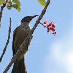 Polochion moine, Parc provincial de la Rivière bleue