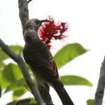 Méliphage barré, Parc provincial de la Rivière bleue
