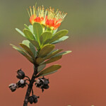 Xanthostemon aurantiacus, Parc provincial de la Rivière bleue